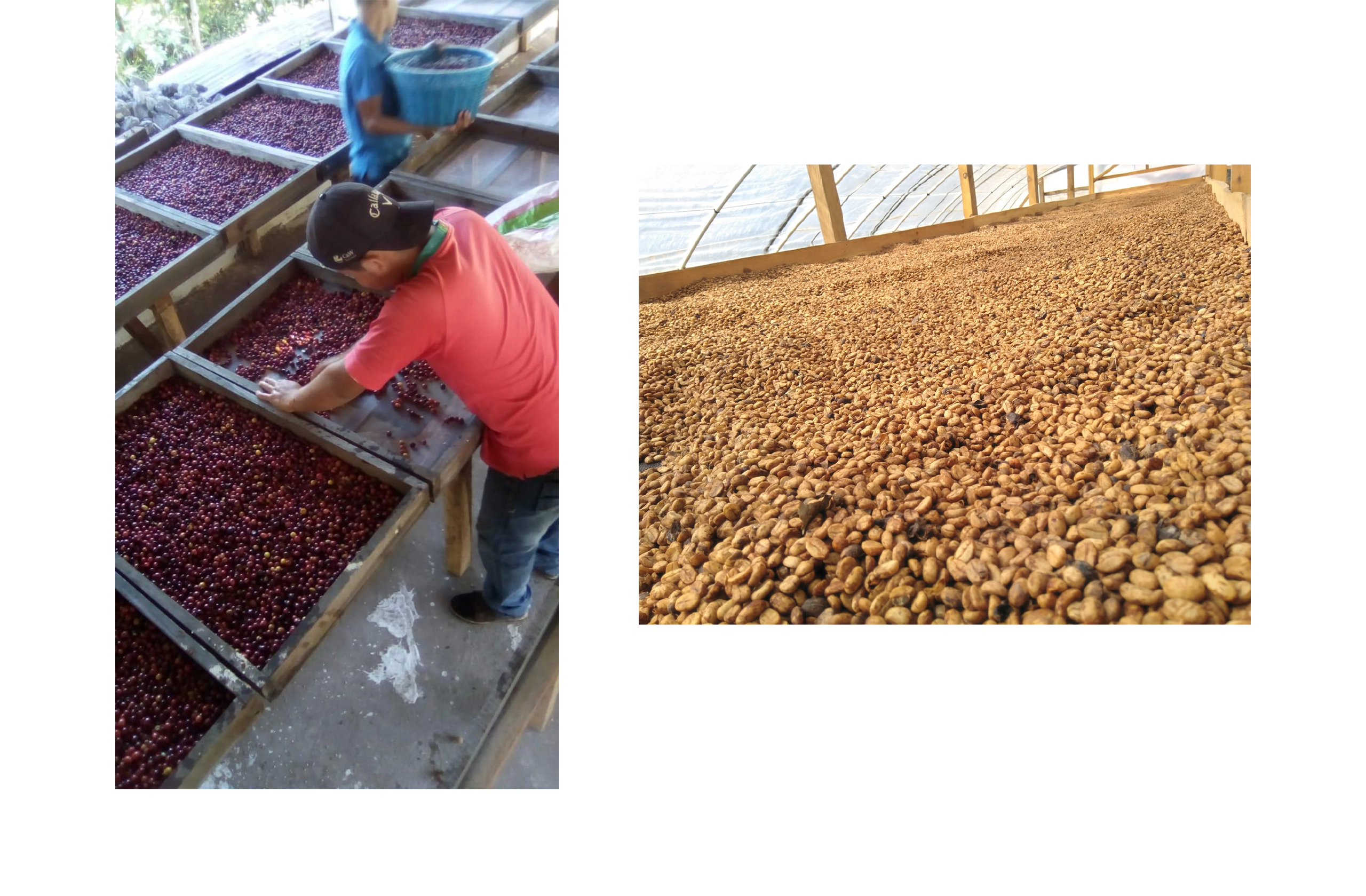 台北 粉紅森林咖啡生豆商 RWD形象官網/網站設計/平面設計/dm設計/型錄設計/展場設計 電腦版(12) 台北 粉紅森林咖啡生豆商 RWD形象官網/網站設計/平面設計/dm設計/型錄設計/展場設計 電腦版(12)