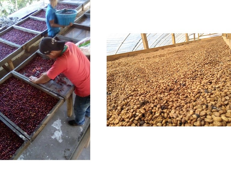 台北 粉紅森林咖啡生豆商 RWD形象官網/網站設計/平面設計/dm設計/型錄設計/展場設計 手機版(12) 台北 粉紅森林咖啡生豆商 RWD形象官網/網站設計/平面設計/dm設計/型錄設計/展場設計 手機版(12)