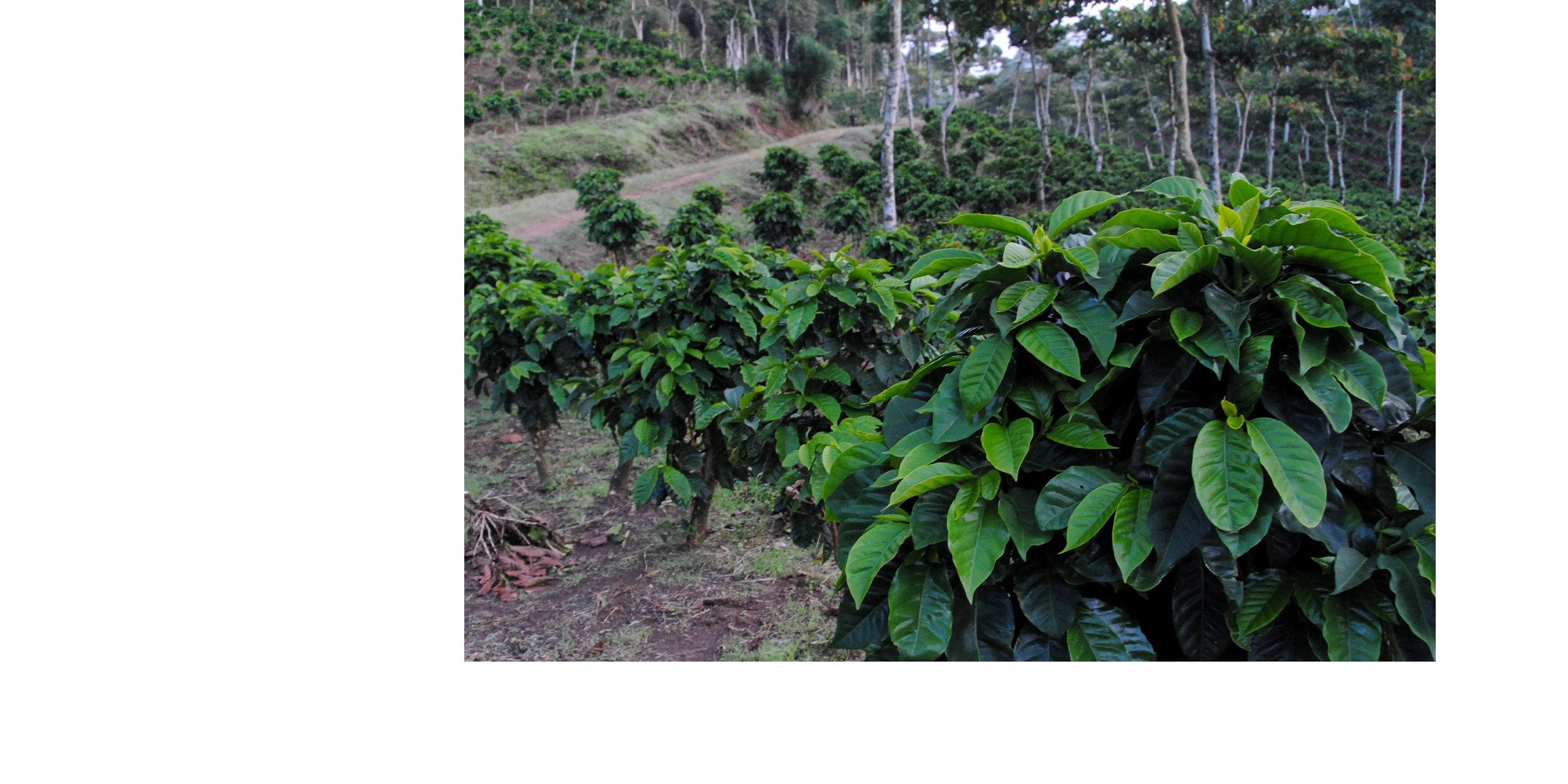 台北 粉紅森林咖啡生豆商 RWD形象官網/網站設計/平面設計/dm設計/型錄設計/展場設計 電腦版(11) 台北 粉紅森林咖啡生豆商 RWD形象官網/網站設計/平面設計/dm設計/型錄設計/展場設計 電腦版(11)