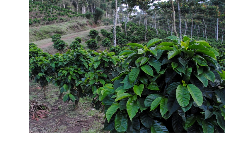 台北 粉紅森林咖啡生豆商 RWD形象官網/網站設計/平面設計/dm設計/型錄設計/展場設計 手機版(11) 台北 粉紅森林咖啡生豆商 RWD形象官網/網站設計/平面設計/dm設計/型錄設計/展場設計 手機版(11)