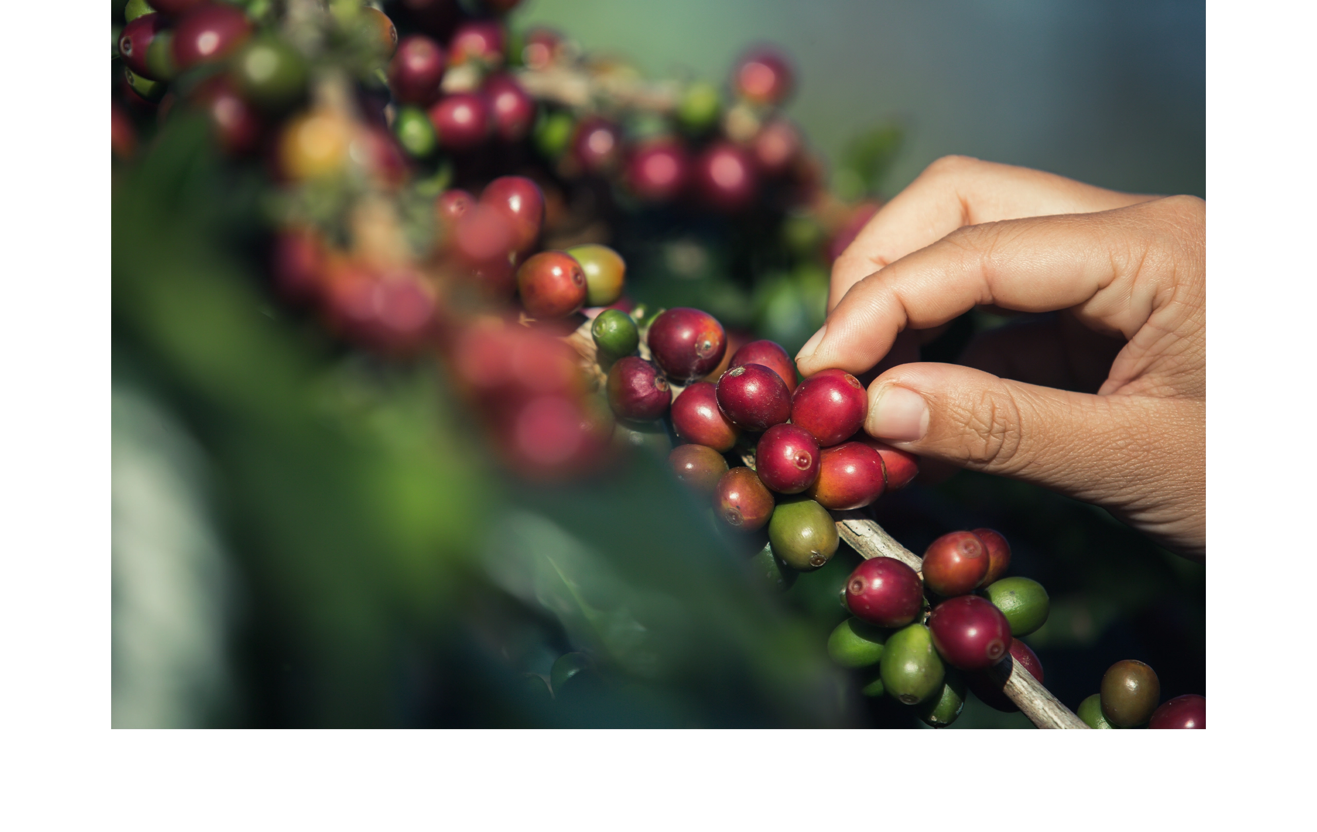 台北 粉紅森林咖啡生豆商 RWD形象官網/網站設計/平面設計/dm設計/型錄設計/展場設計 電腦版(7) 台北 粉紅森林咖啡生豆商 RWD形象官網/網站設計/平面設計/dm設計/型錄設計/展場設計 電腦版(7)