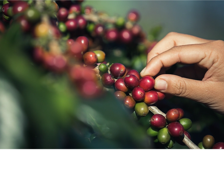 台北 粉紅森林咖啡生豆商 RWD形象官網/網站設計/平面設計/dm設計/型錄設計/展場設計 手機版(7) 台北 粉紅森林咖啡生豆商 RWD形象官網/網站設計/平面設計/dm設計/型錄設計/展場設計 手機版(7)