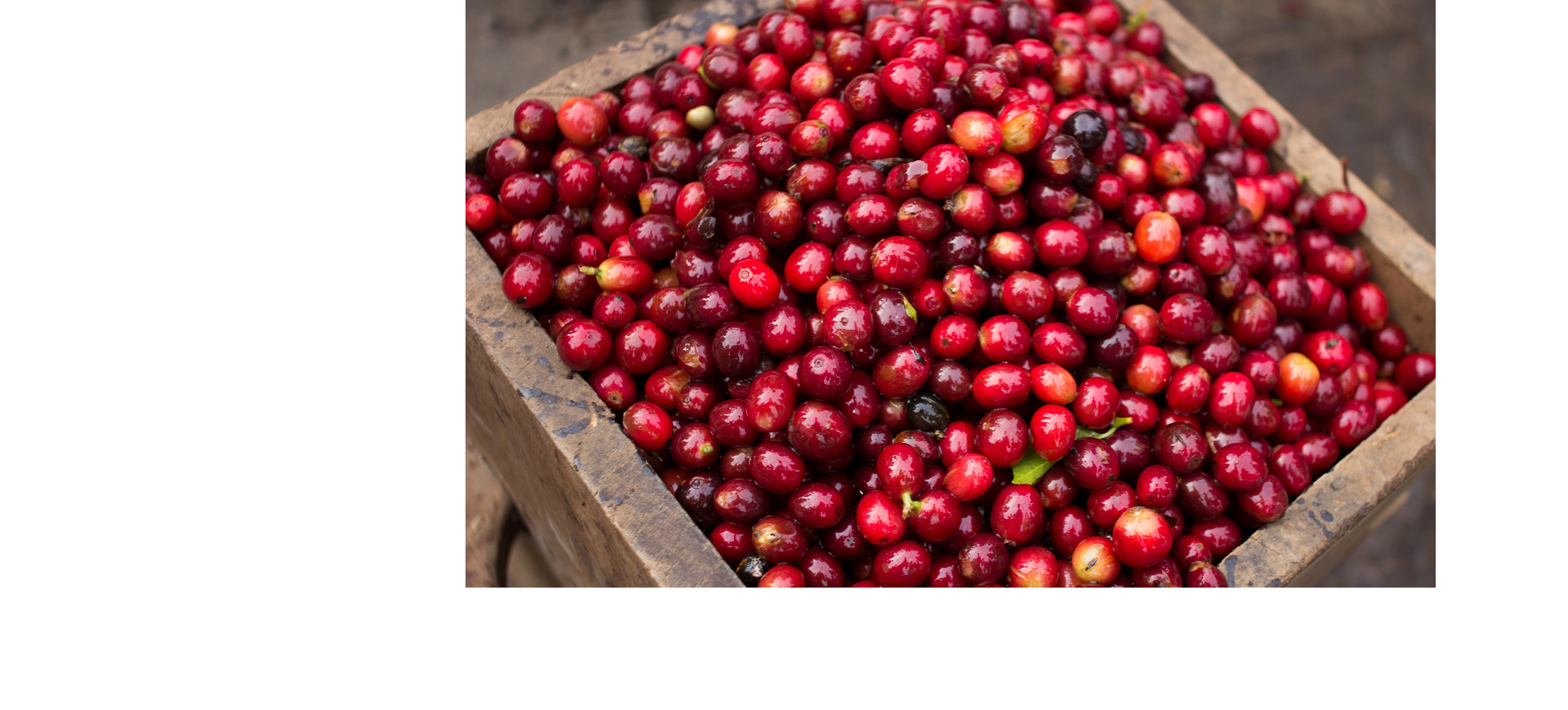 台北 粉紅森林咖啡生豆商 RWD形象官網/網站設計/平面設計/dm設計/型錄設計/展場設計 電腦版(3) 台北 粉紅森林咖啡生豆商 RWD形象官網/網站設計/平面設計/dm設計/型錄設計/展場設計 電腦版(3)