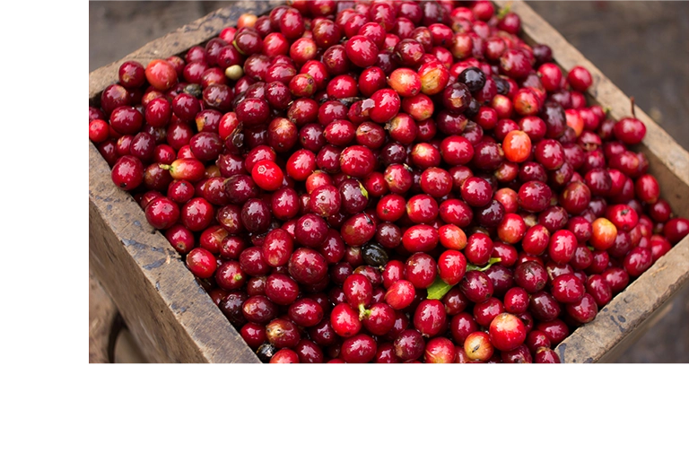 台北 粉紅森林咖啡生豆商 RWD形象官網/網站設計/平面設計/dm設計/型錄設計/展場設計 手機版(3) 台北 粉紅森林咖啡生豆商 RWD形象官網/網站設計/平面設計/dm設計/型錄設計/展場設計 手機版(3)