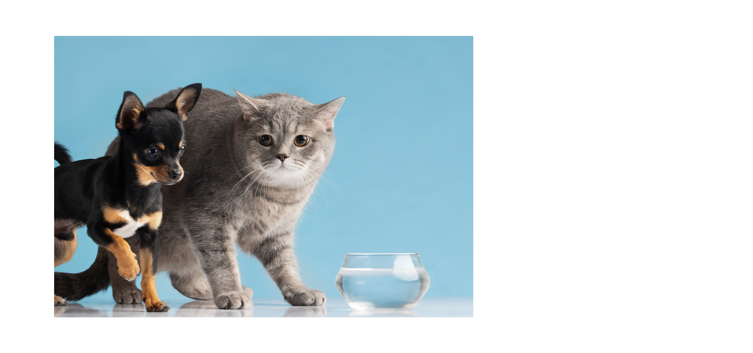 福樂寵|科研養寵生活家 品牌設計 / ci設計 / vi設計 / logo設計 / 平面設計 / 型錄設計 / 展場設計電腦版(2)
福樂寵|科研養寵生活家 品牌設計 / ci設計 / vi設計 / logo設計 / 平面設計 / 型錄設計 / 展場設計電腦版(2)