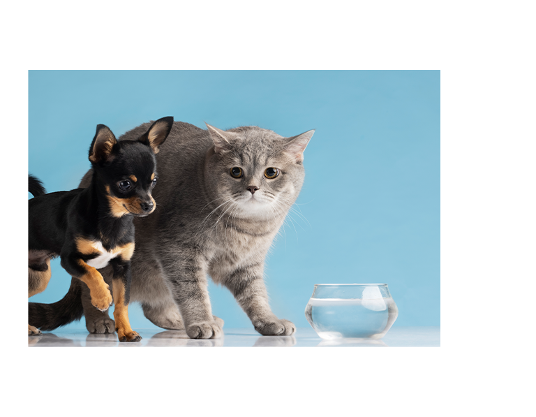 福樂寵|科研養寵生活家 品牌設計 / ci設計 / vi設計 / logo設計 / 平面設計 / 型錄設計 / 展場設計手機版(2)
福樂寵|科研養寵生活家 品牌設計 / ci設計 / vi設計 / logo設計 / 平面設計 / 型錄設計 / 展場設計手機版(2)